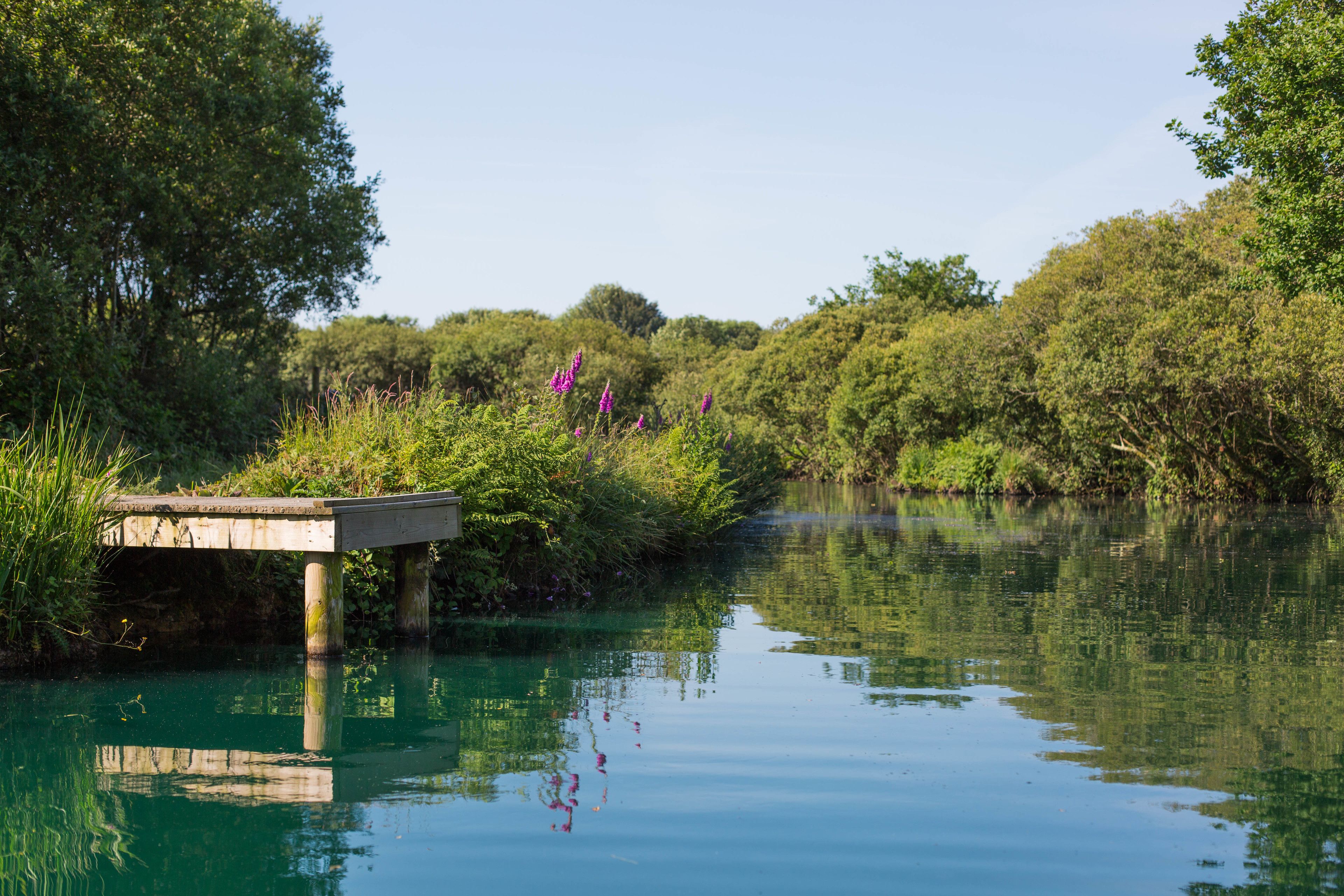 A serene riverside scene with a wooden bridge, lush greenery, and purple flowers.