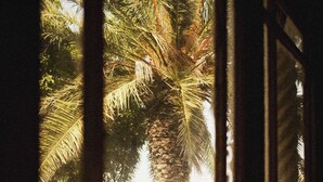 Une vue à travers une fenêtre, avec un palmier à l'extérieur.
