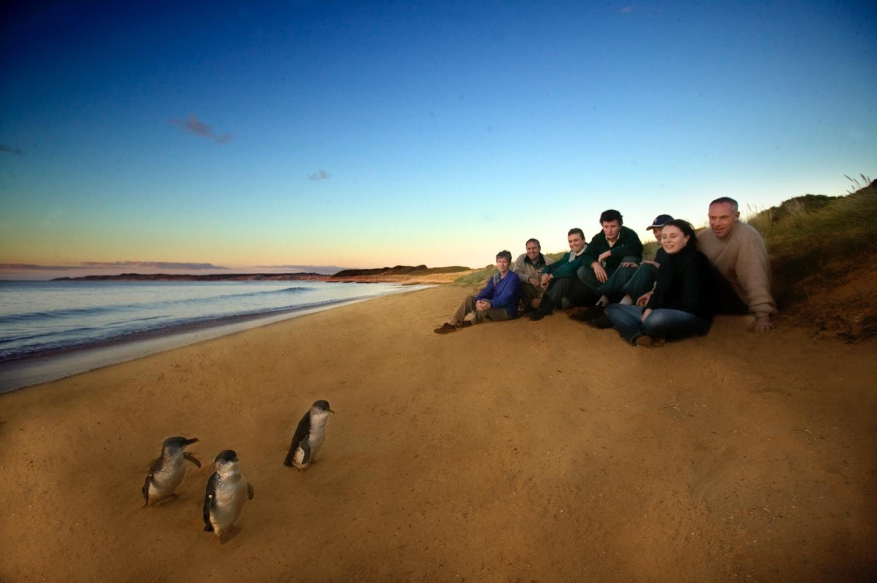 A group of people sitting on a sandy beach with a few penguins nearby.