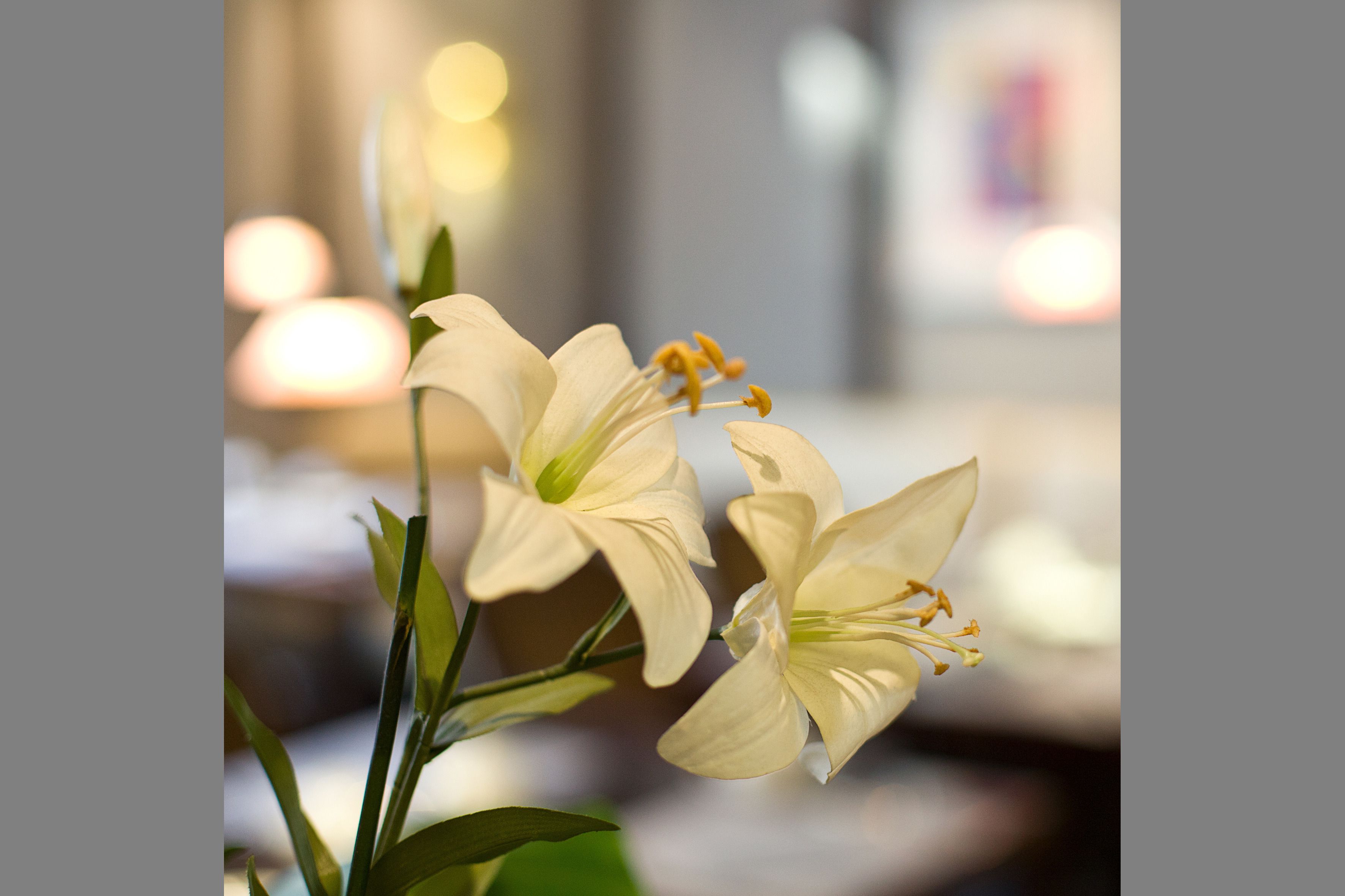 Un primo piano di fiori bianchi con foglie verdi, probabilmente in un ambiente interno con luci sfocate sullo sfondo.