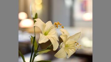 Un primo piano di fiori bianchi con foglie verdi, probabilmente in un ambiente interno con luci sfocate sullo sfondo.