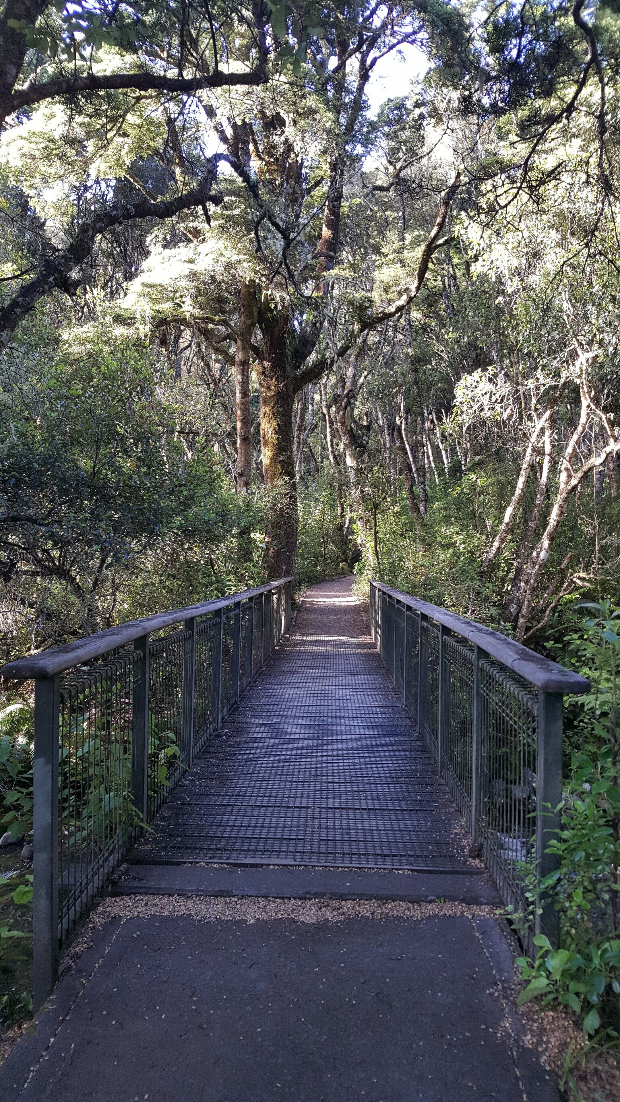 A pedestrian bridge in a forested area with metal railings and a paved walkway.