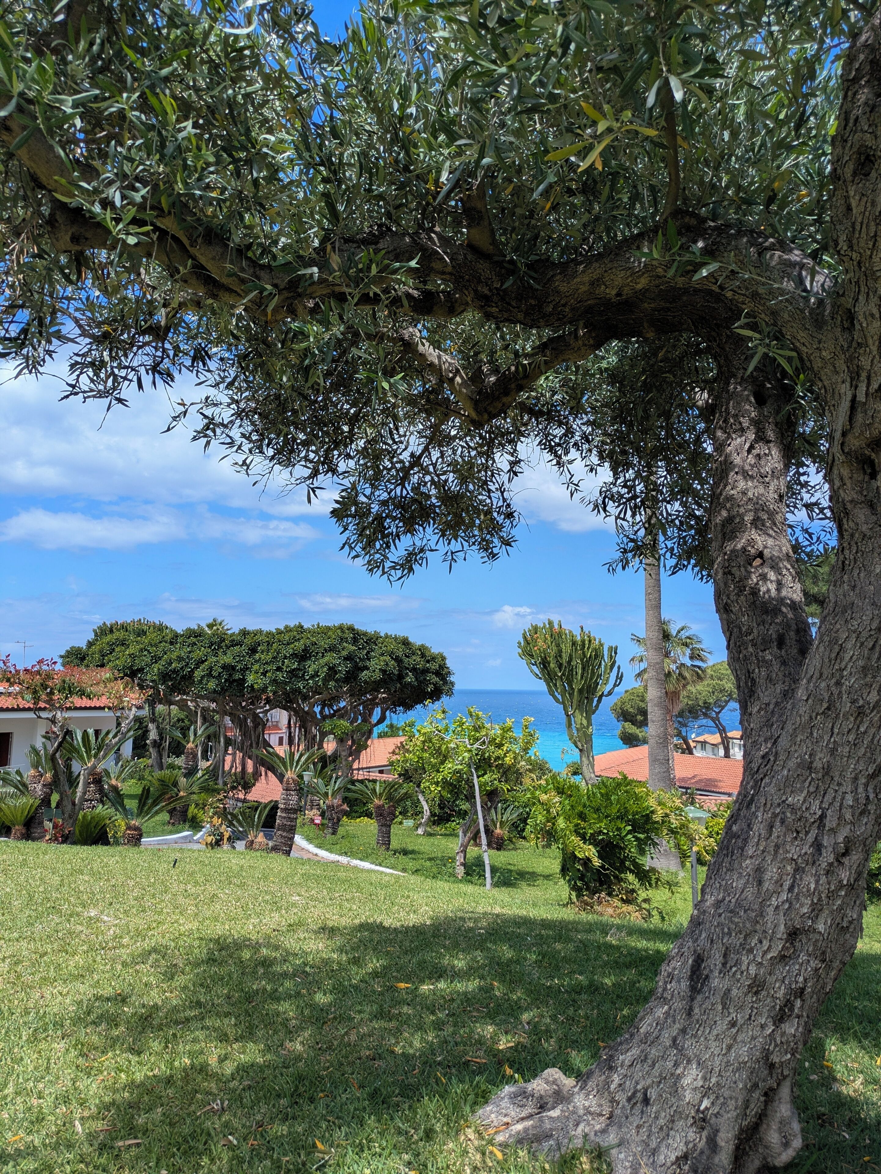 Un giardino rigoglioso con un grande albero, una zona erbosa e vista sull'oceano.