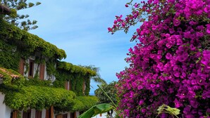 A white building with green ivy, a stone pathway, and a bougainvillea bush.