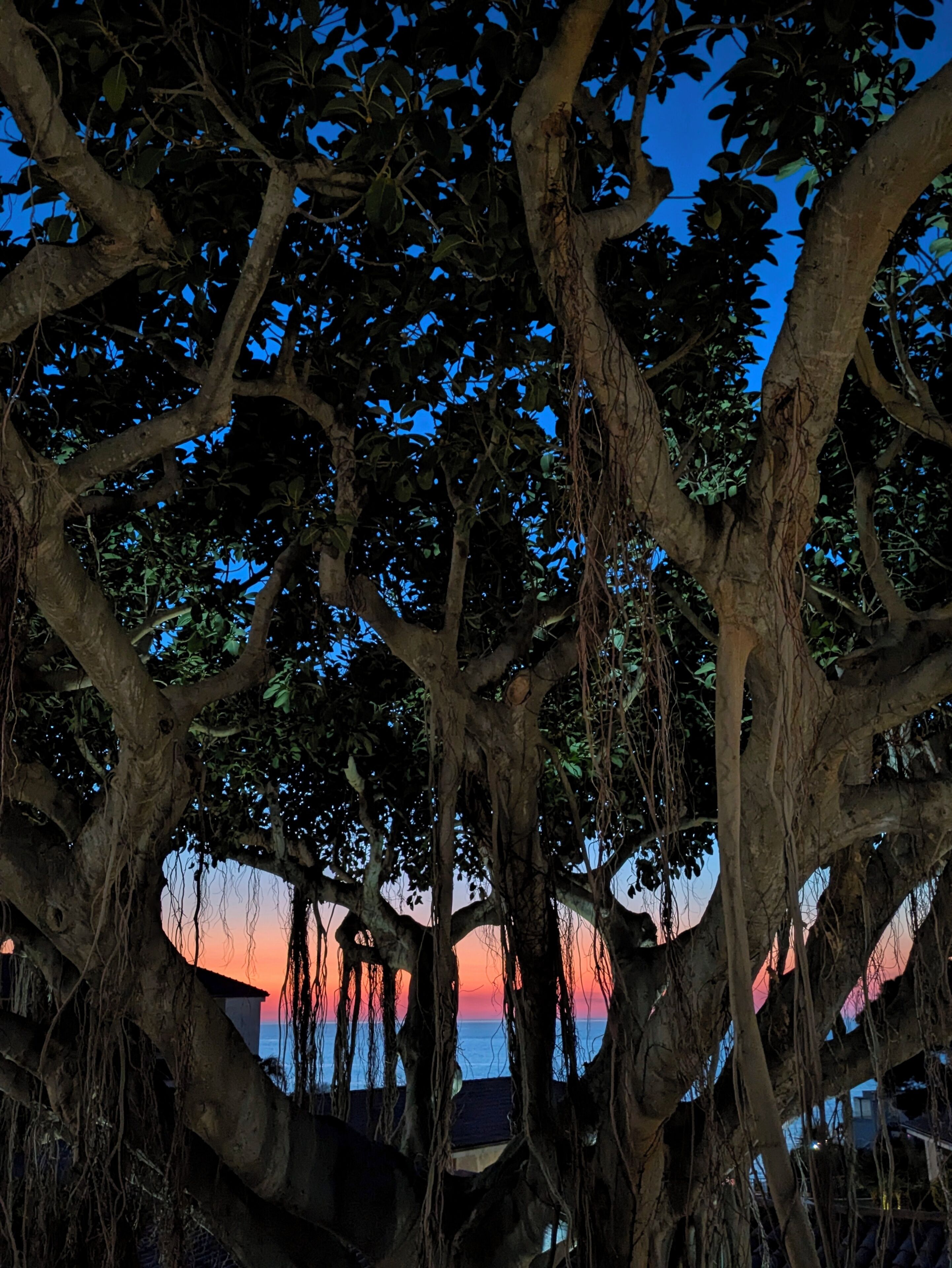 A tree with a clear view of the sky and a sunset in the background.