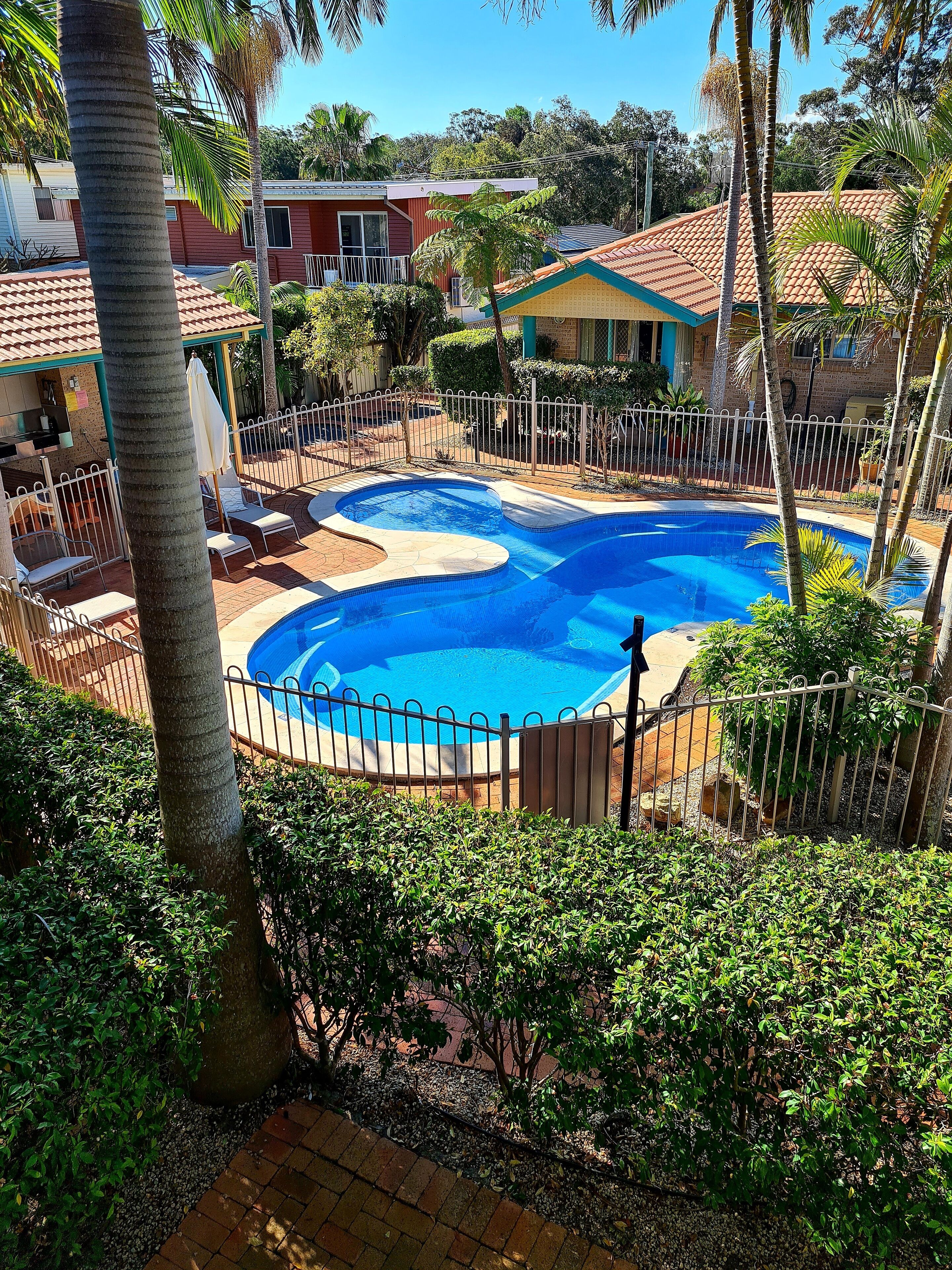 A swimming pool with a curved design, surrounded by a fence and palm trees.