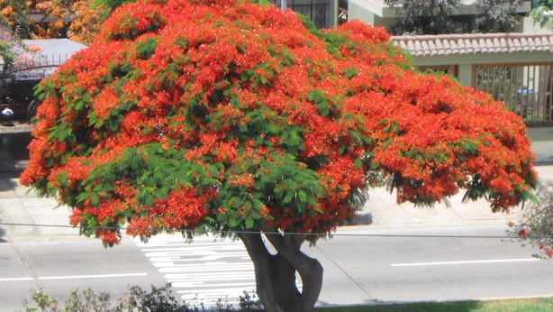 A tree with red flowers in a landscaped area. - Posada Peregrinus (Lima)
