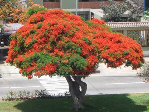 Un arbre aux fleurs rouges dans un espace paysager.