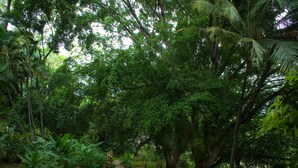 A stone pathway winding through a lush garden with various plants and trees. - Hotel Tocarema (Girardot)