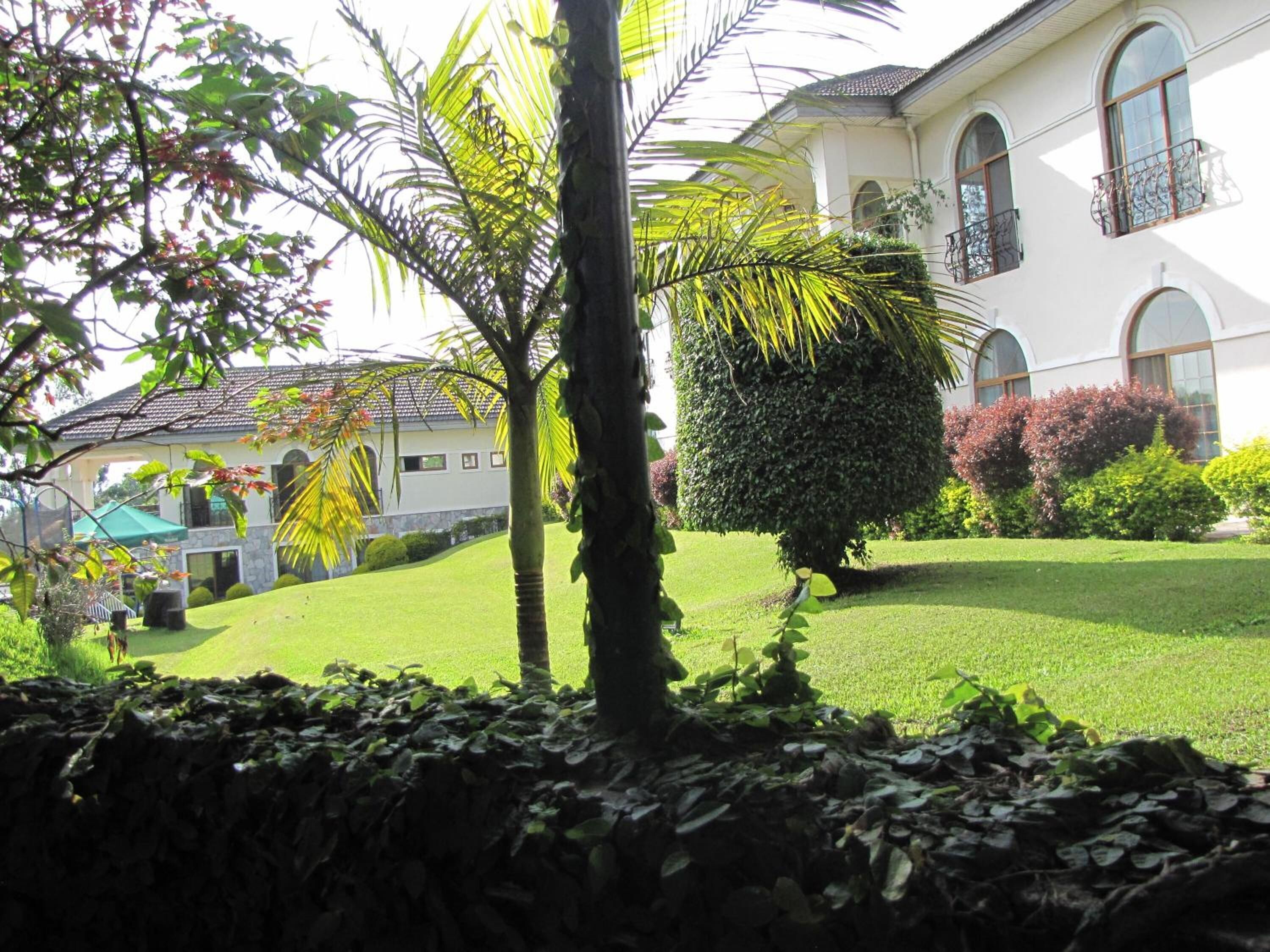 A well-maintained garden with a lawn, a palm tree, and a neatly trimmed bush in front of a white building with arched windows and a balcony.