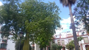 A building with multiple balconies and a large tree in front. - Hospederia V Centenario (Estepona)