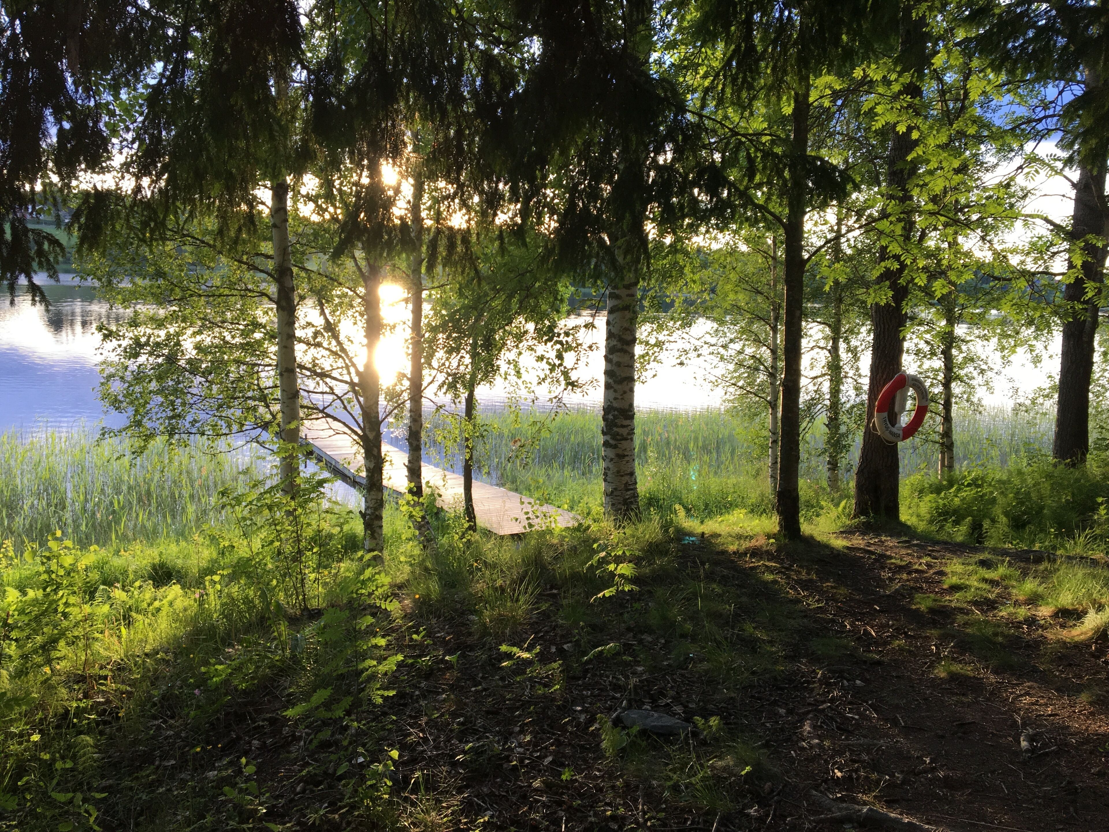 Une zone boisée avec une promenade en bois menant à un lac, le tout étant entouré d’arbres et de verdure.