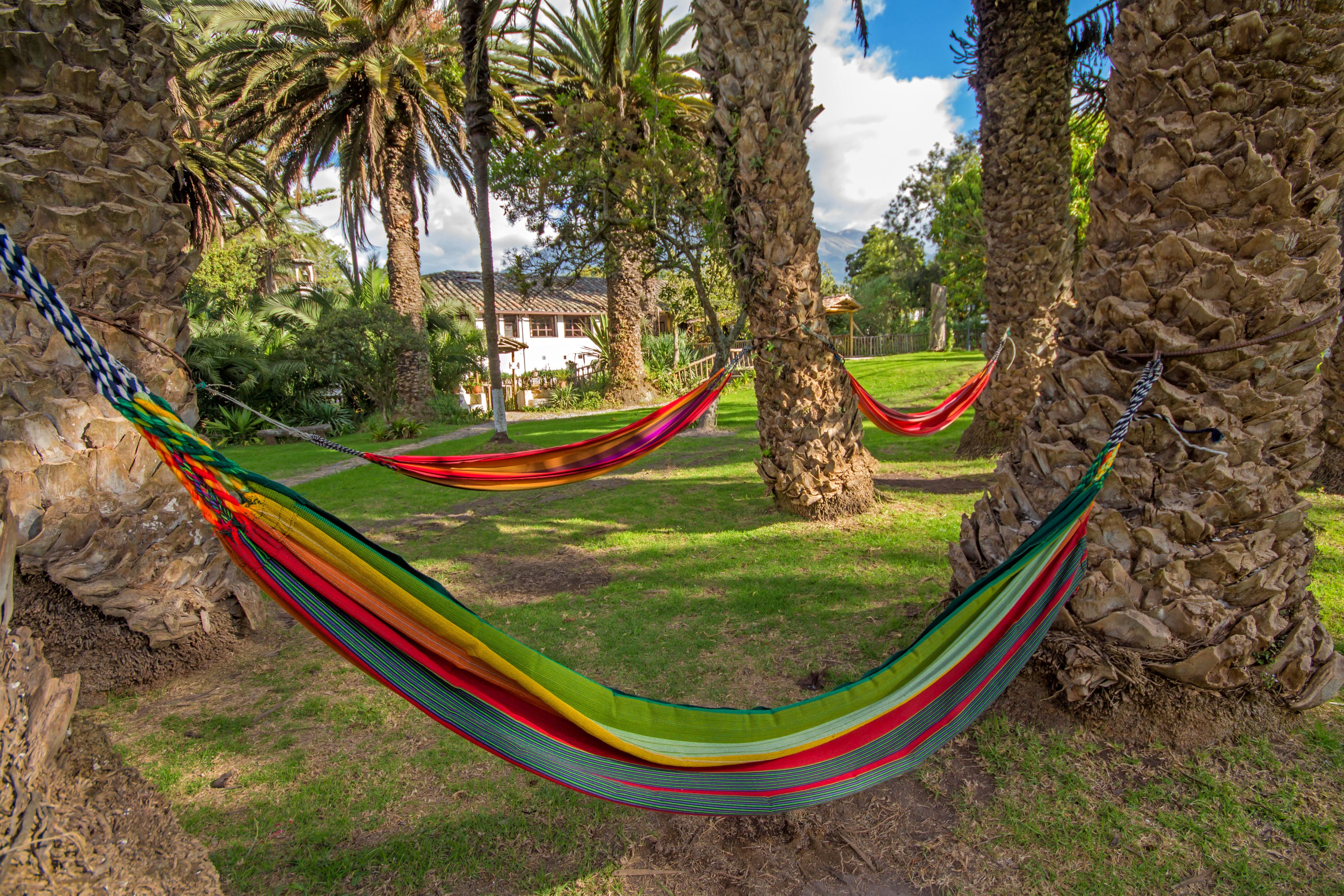 Una hamaca entre palmeras en un jardín, con una casa al fondo.