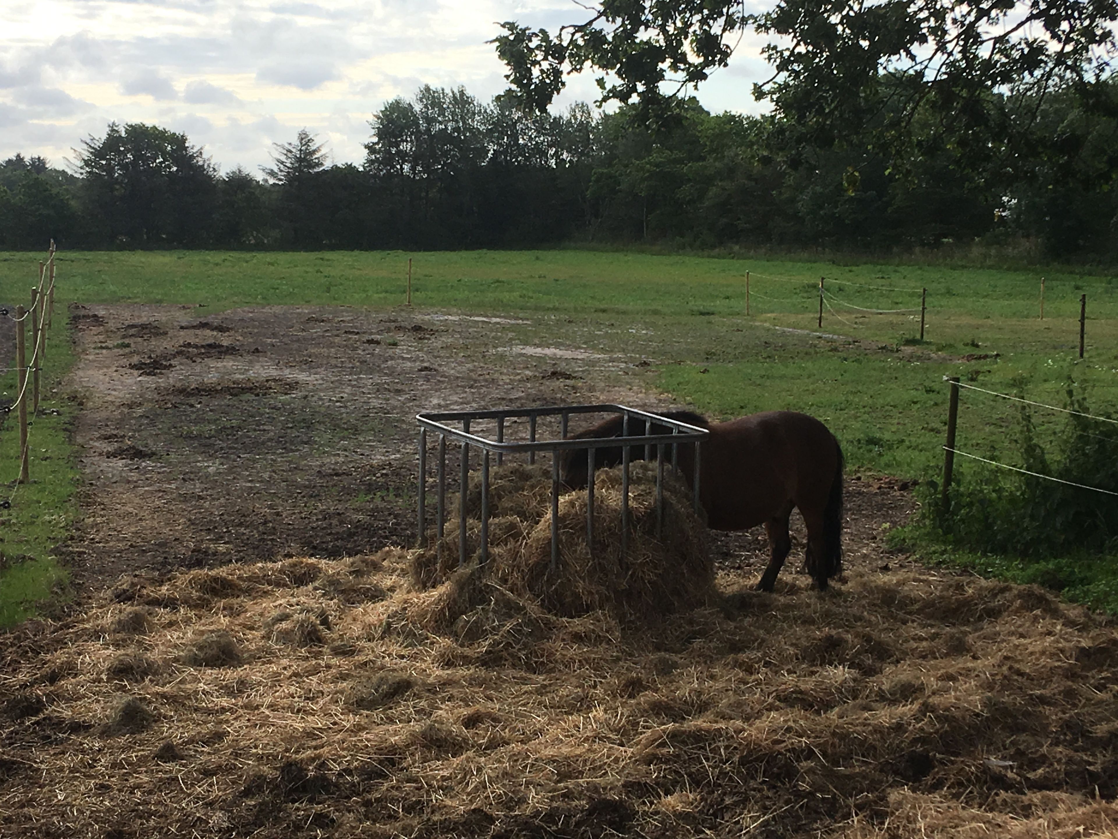 A stable with a horse eating hay, surrounded by a fenced pasture with trees in the background.