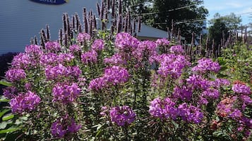 花園