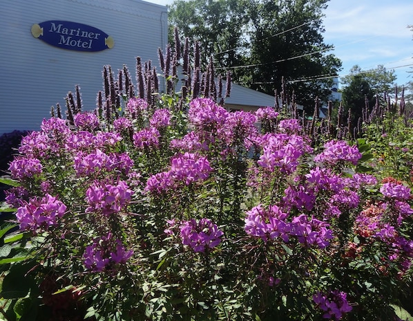 A motel with a sign reading "Mariner Motel" and a garden with purple flowers in front. - Mariner Motel (Falmouth)