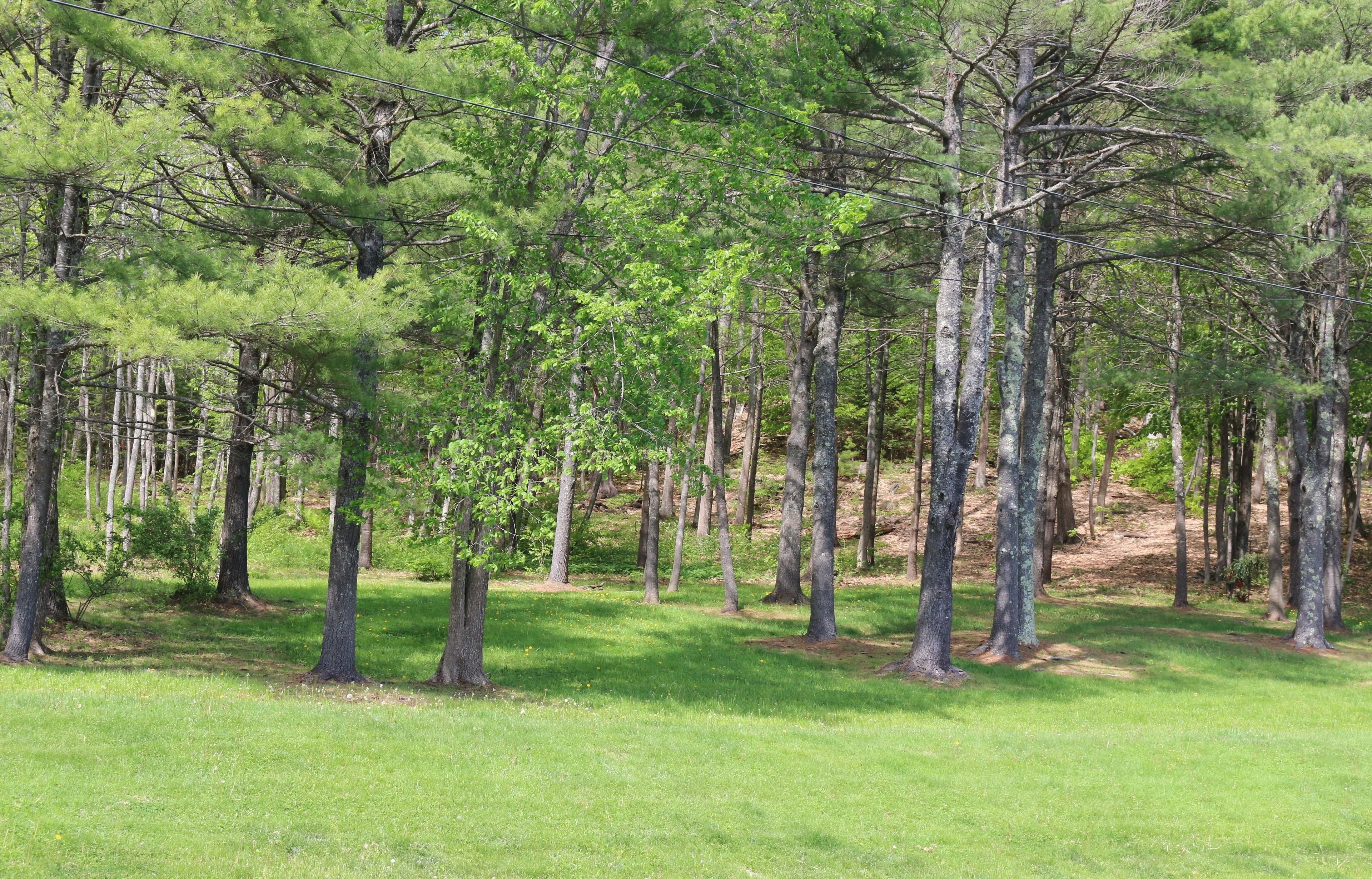 A forested area with tall trees and a grassy field.