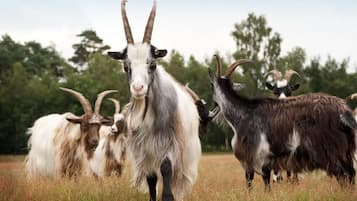 Um grupo de cabras em um campo com árvores ao fundo.