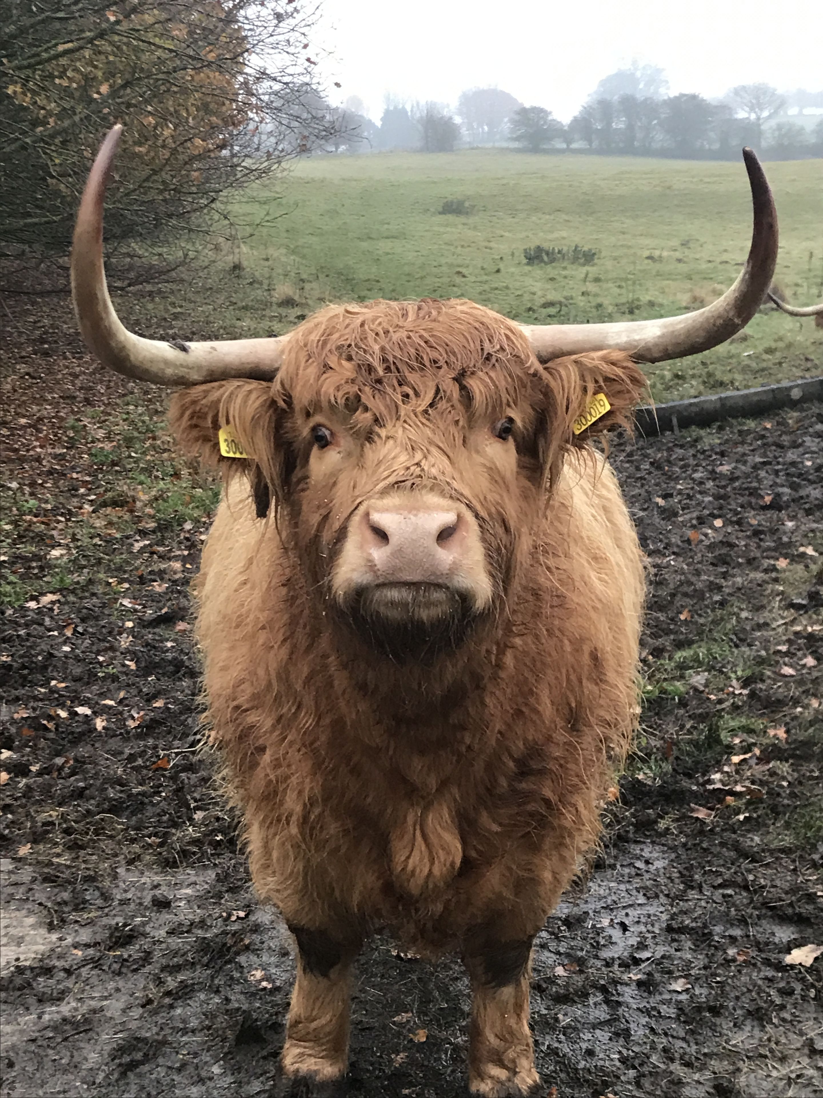 A highland cow with large curved horns standing in a muddy field.