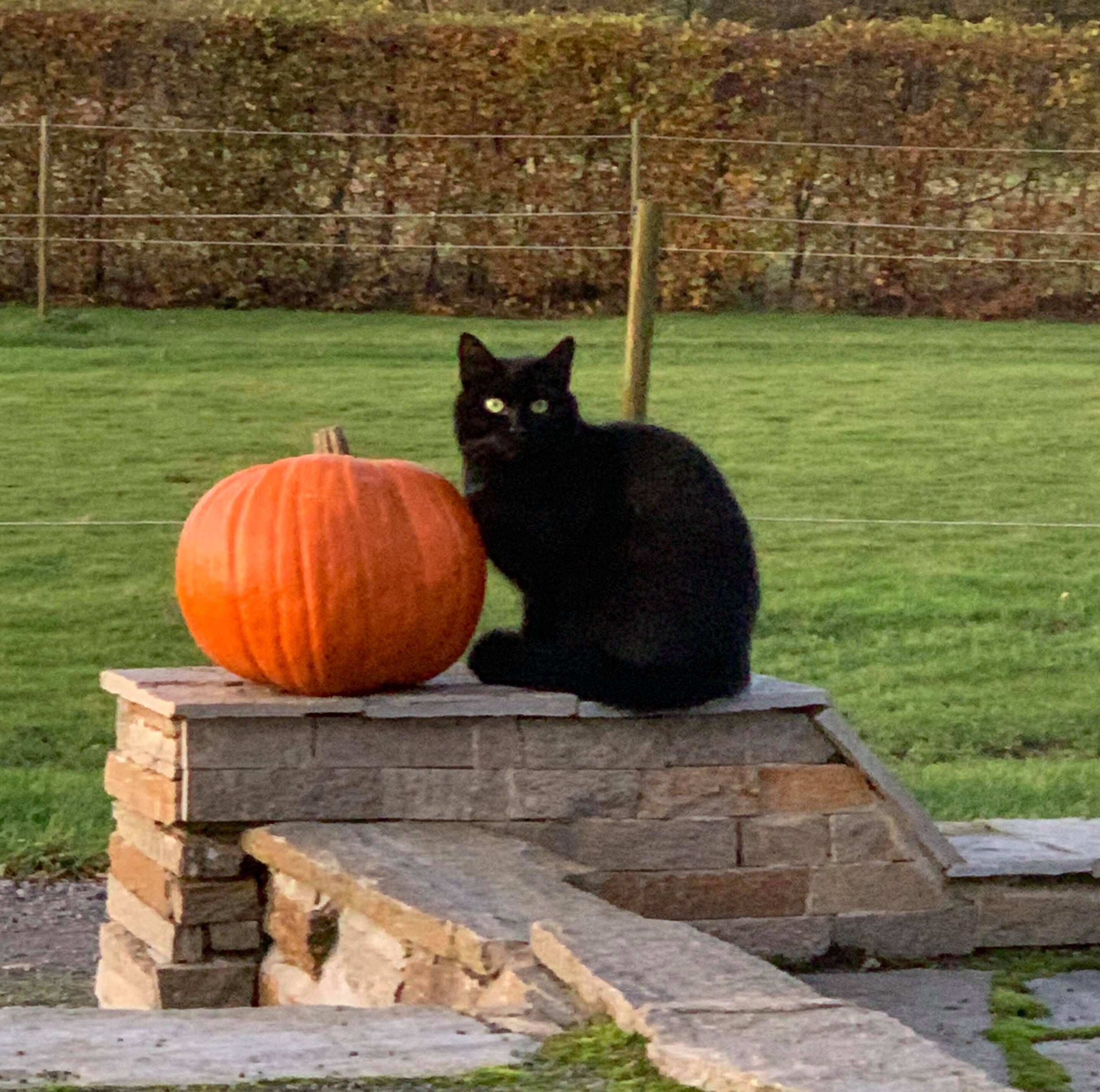 Um gato preto sentado em uma plataforma de pedra com uma abóbora ao lado.
