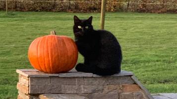 Um gato preto sentado em uma plataforma de pedra com uma abóbora ao lado.