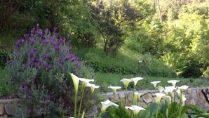 A garden with white calla lilies and purple flowers, surrounded by greenery and a stone wall. - Casale Coreallo (Spotorno)