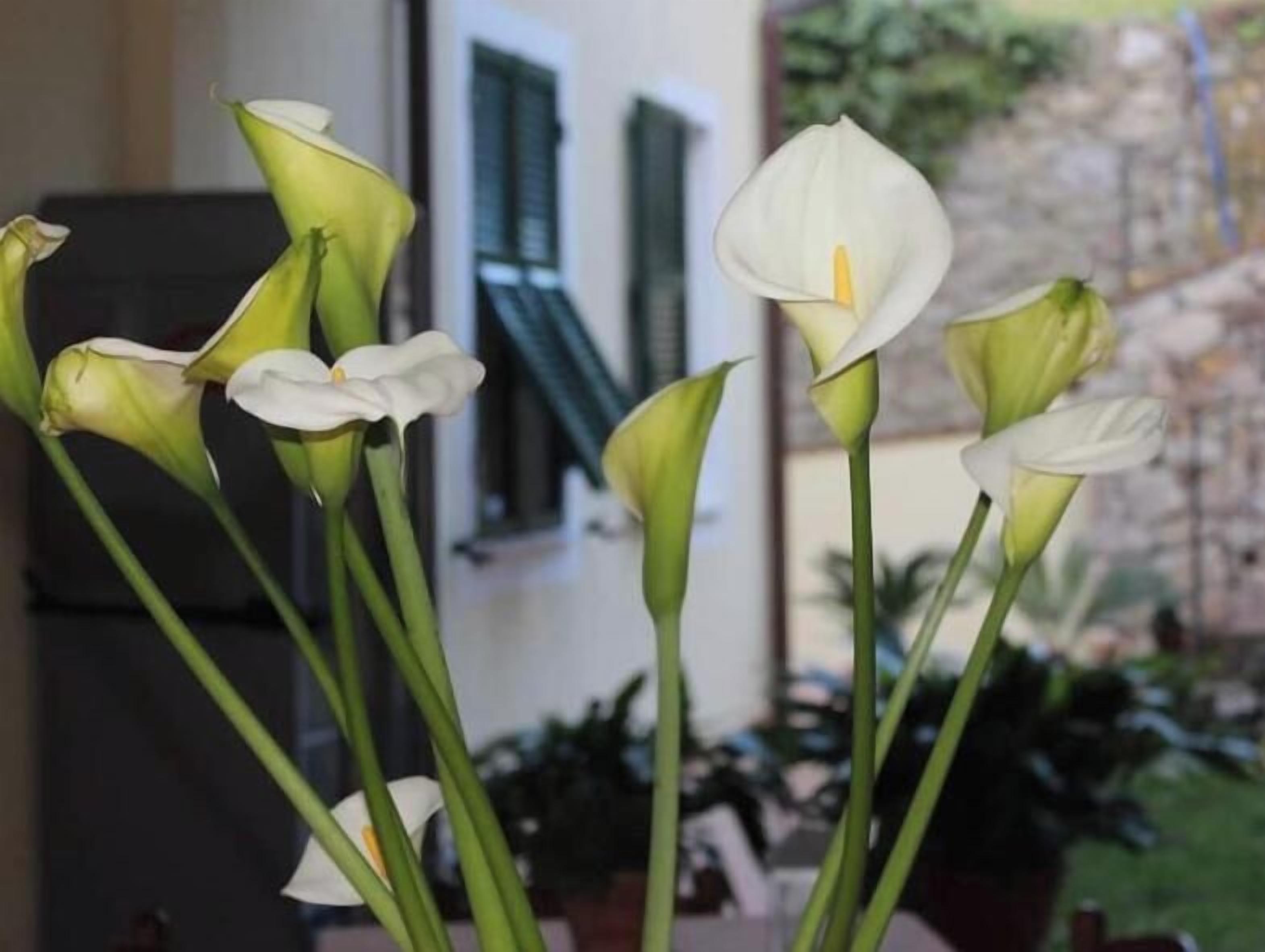 Ein Strauß weißer Blumen mit grünen Stielen in einer Vase.