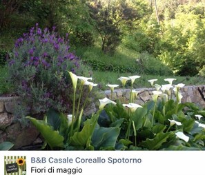 Property grounds - Casale Coreallo (Spotorno)