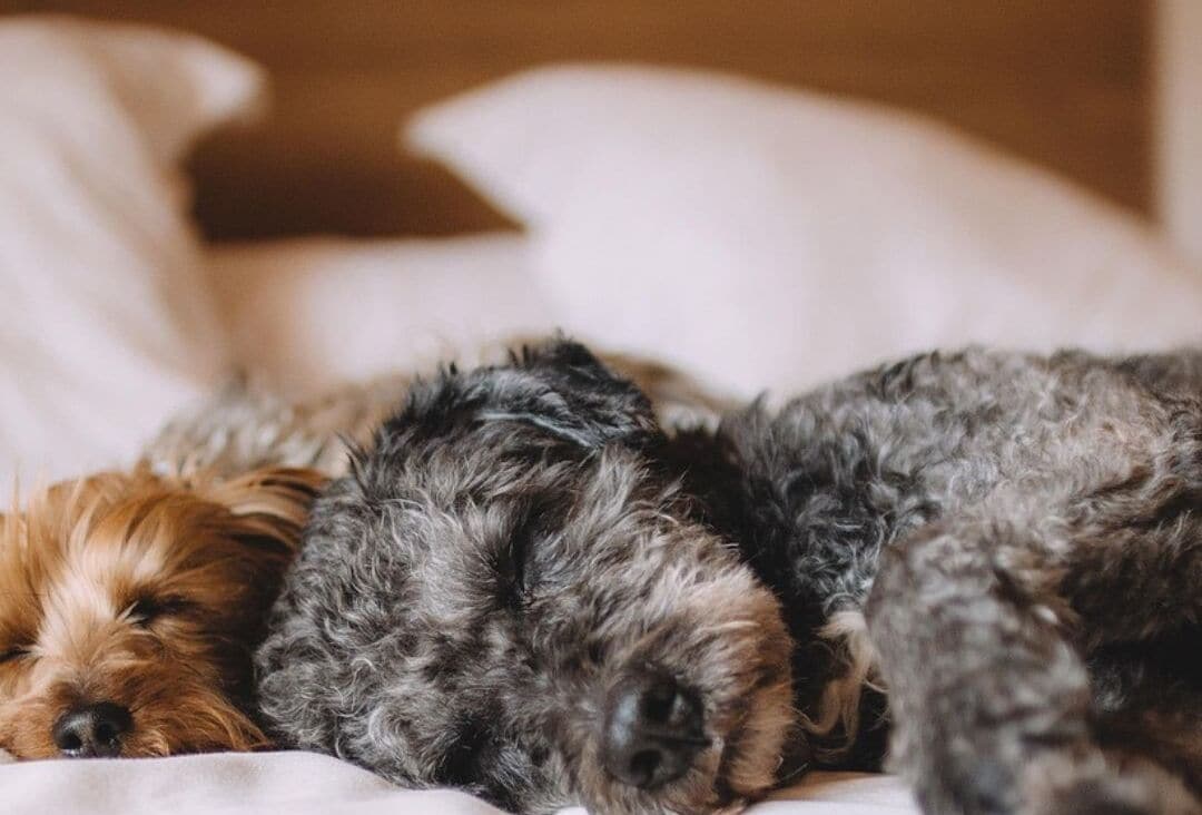 Three dogs sleeping on a bed.