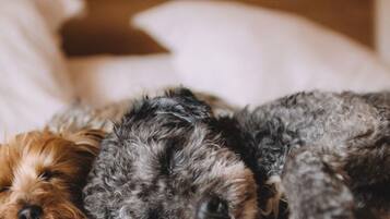 Three dogs sleeping on a bed.