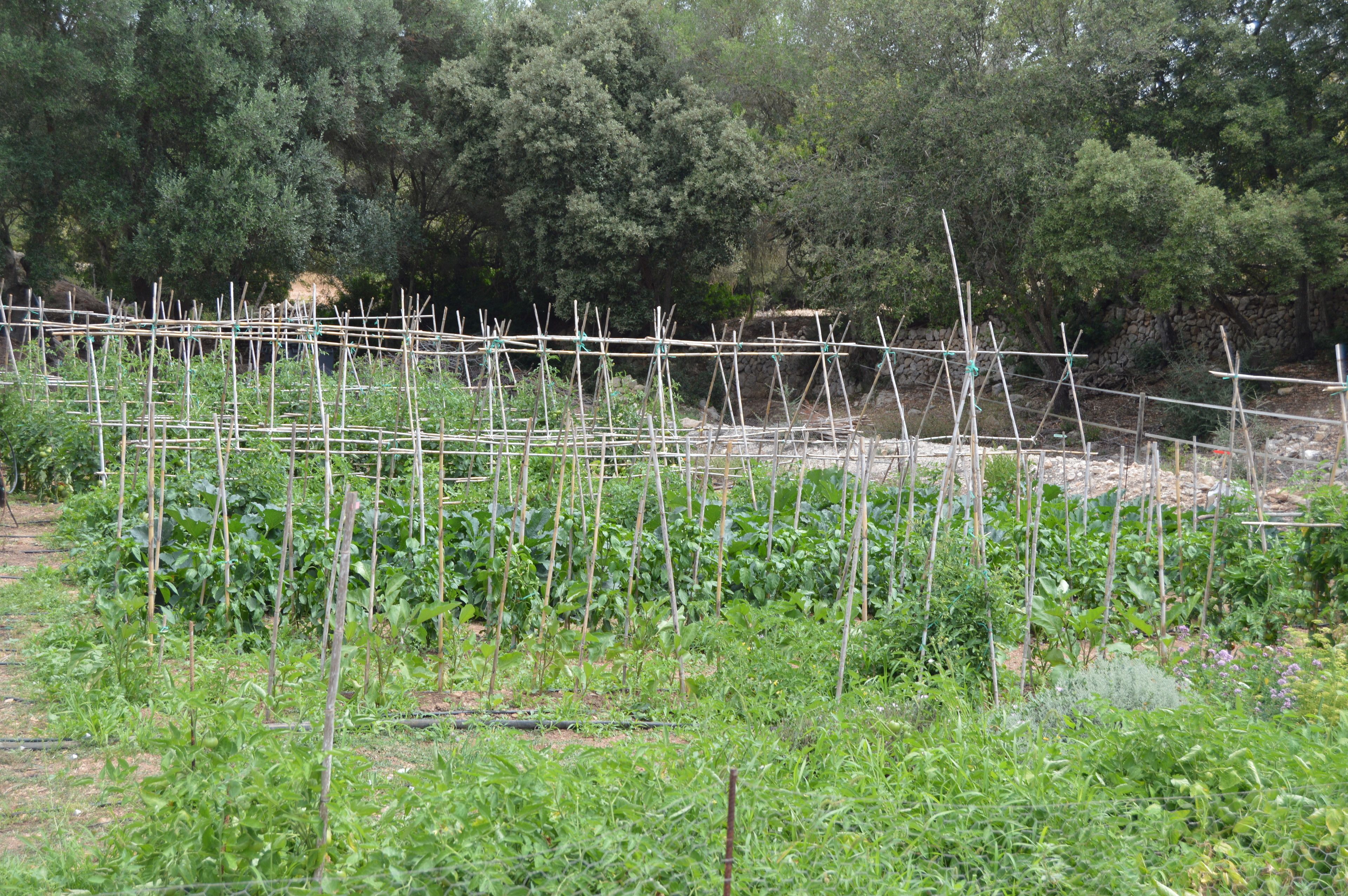 Foto - Agroturisme Son Samà