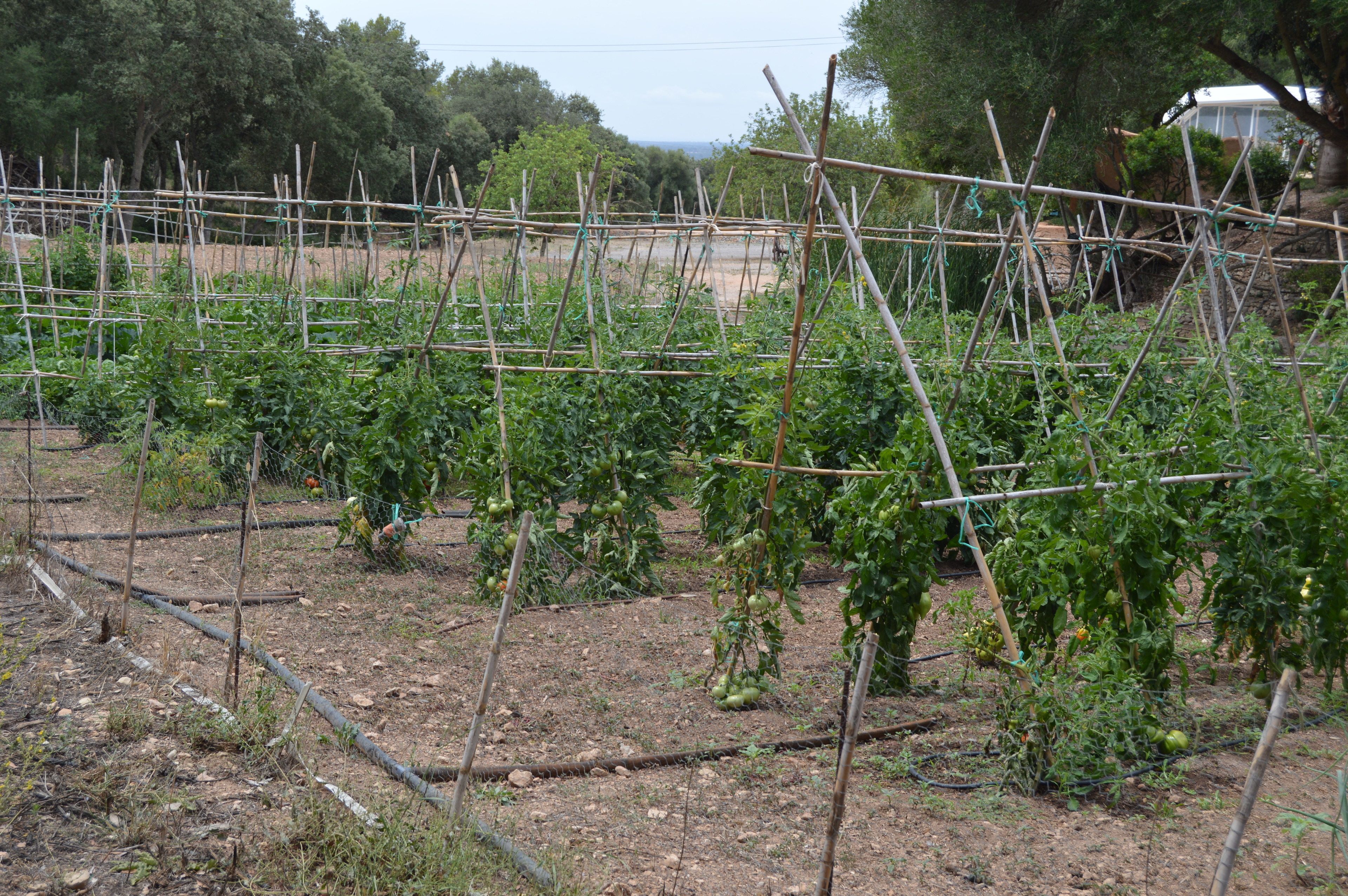 Foto - Agroturisme Son Samà