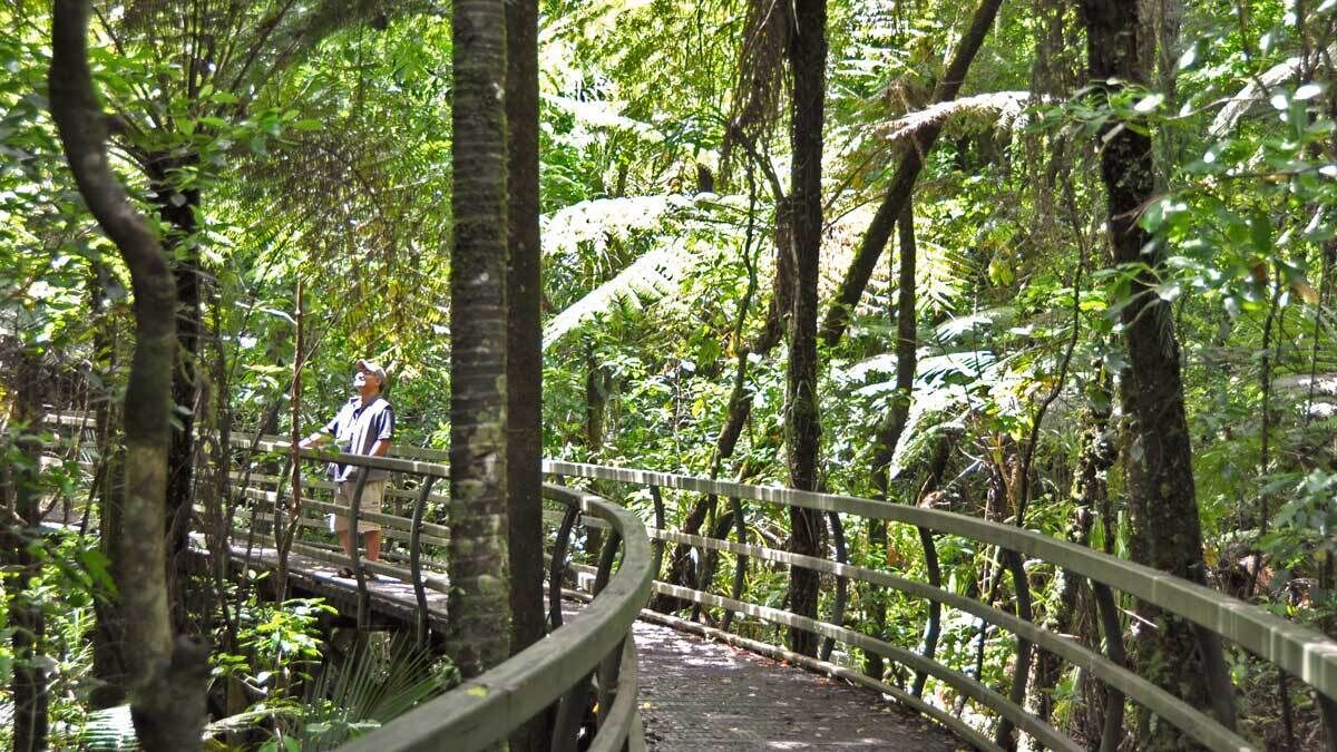 A wooden bridge in a forested area with dense foliage and trees.