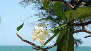 A beach with lounge chairs and a tree with white flowers. - Baan Talay Dao (Hua Hin)
