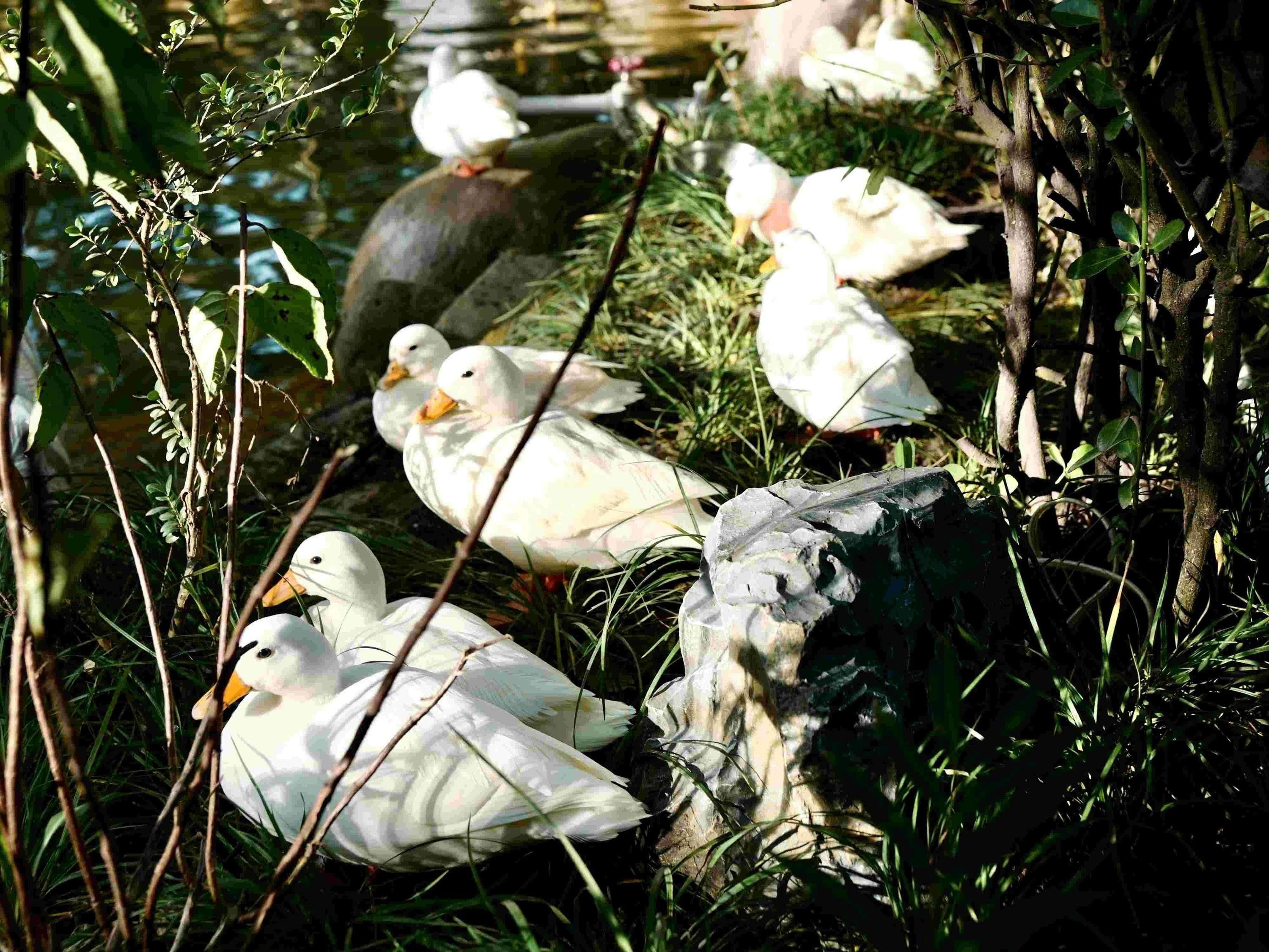 A group of ducks in a natural setting with greenery and a pond.