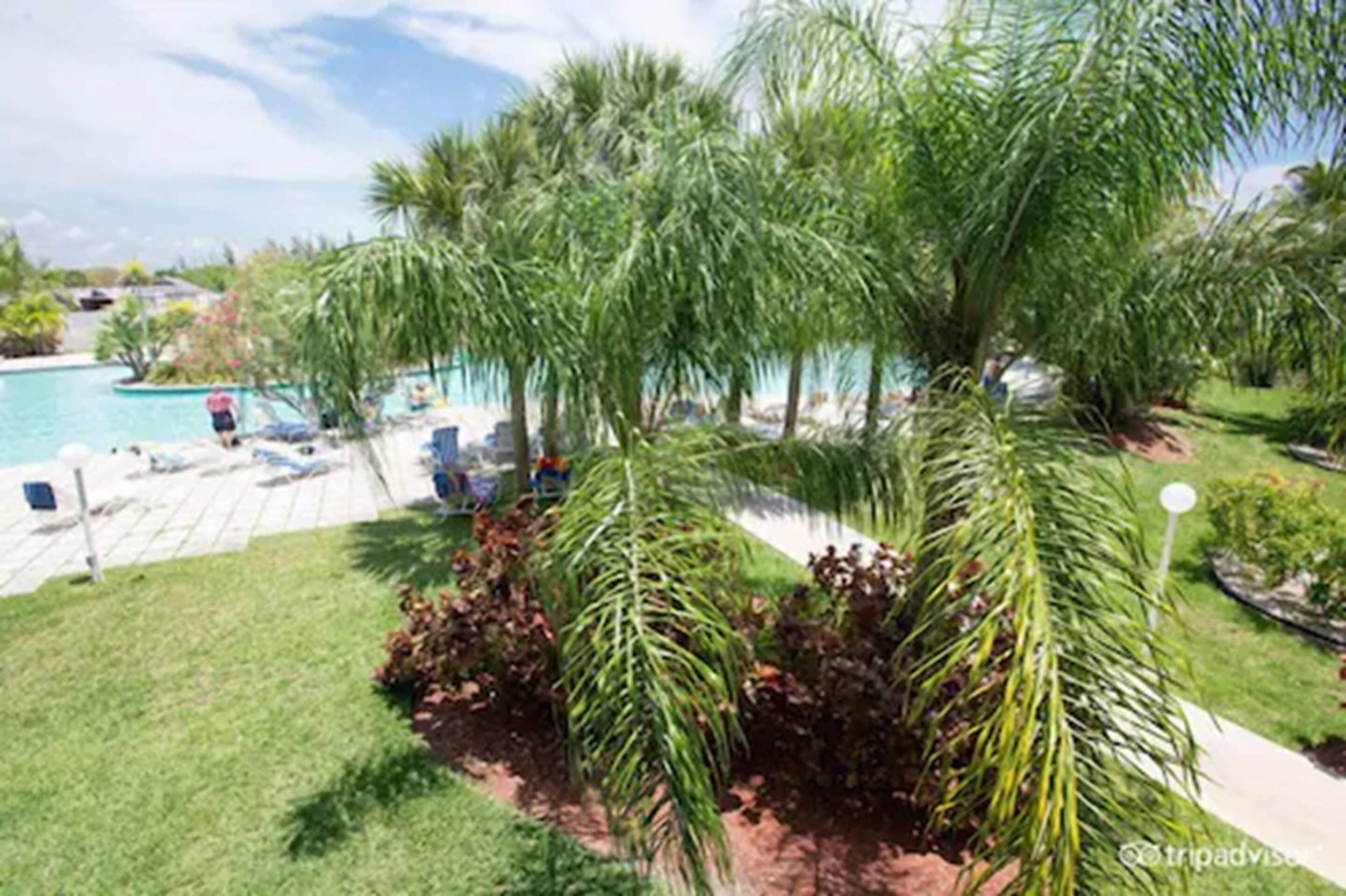 A pool area with lounge chairs and palm trees.