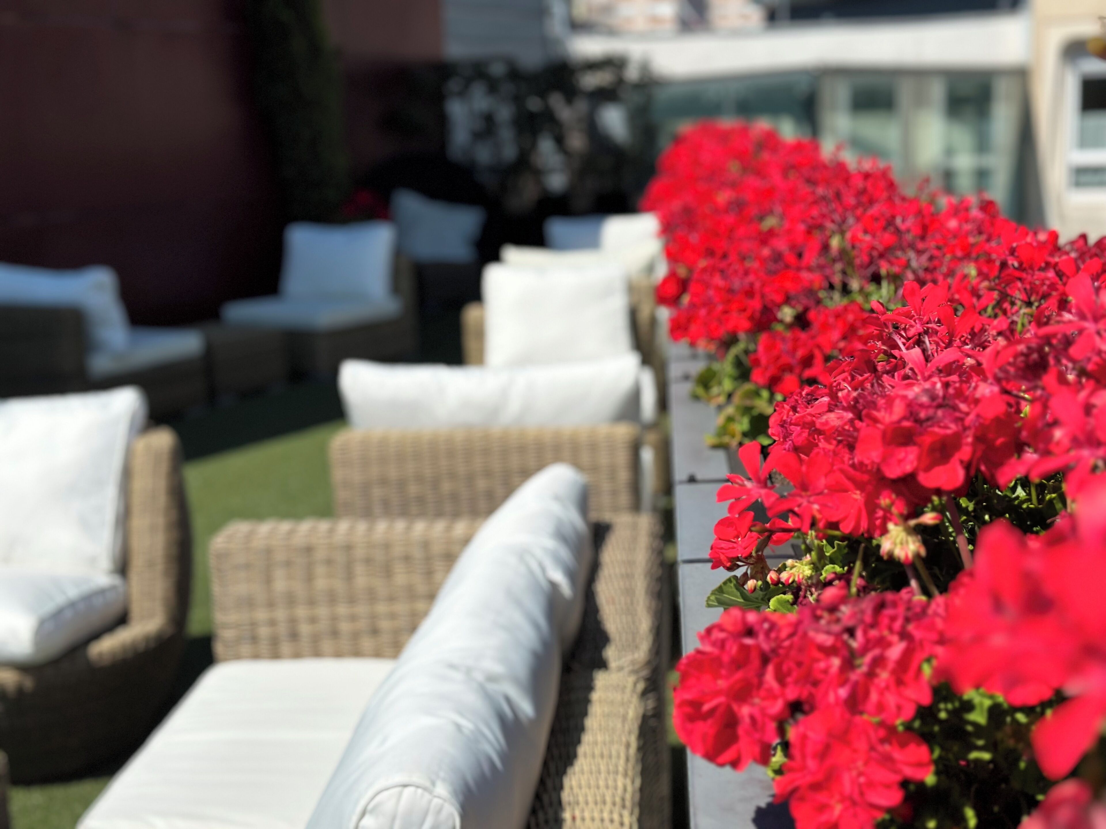 Una fila di poltrone in vimini con cuscini bianchi, disposte all'aperto con fiori rossi in primo piano.