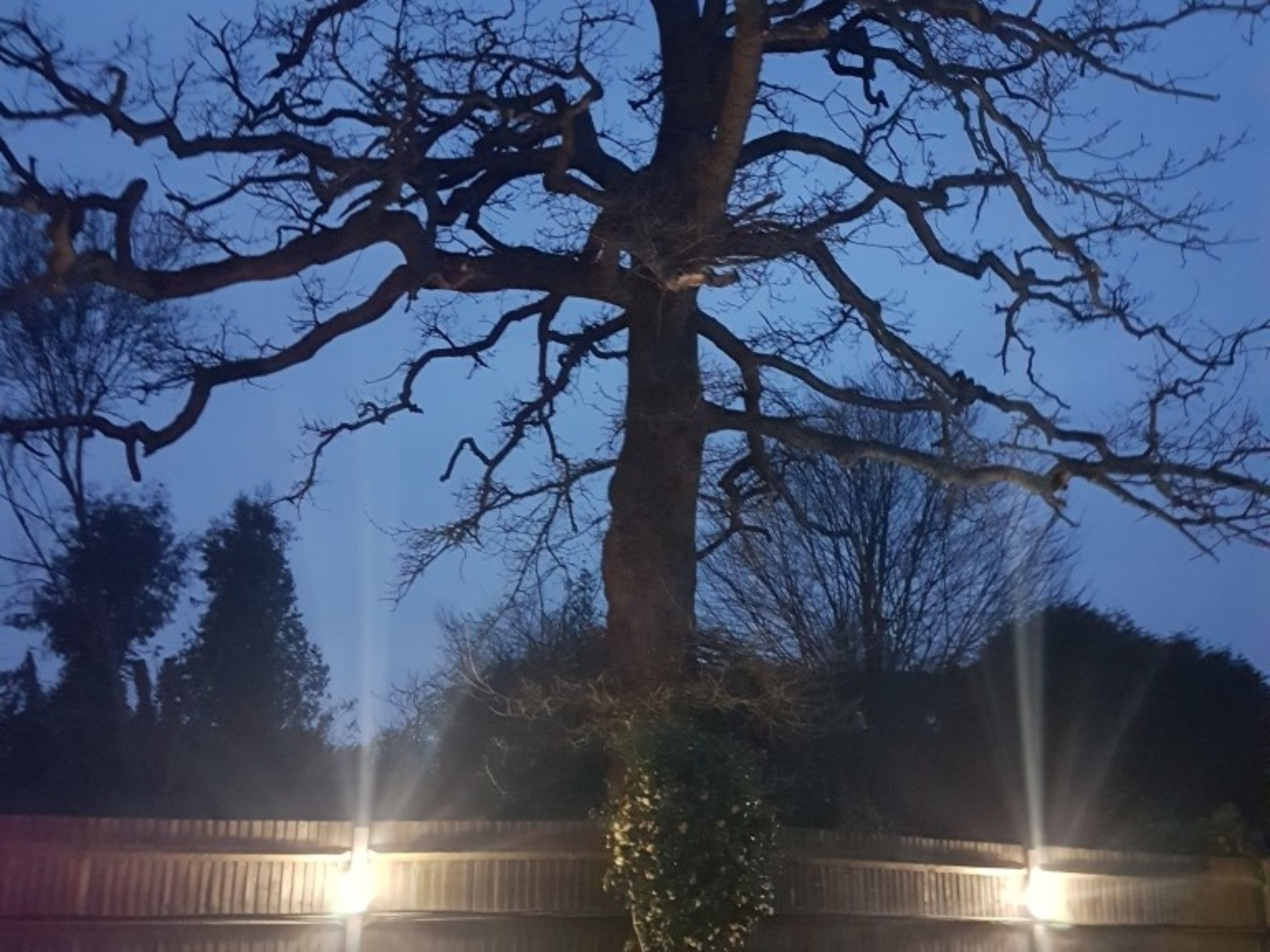 Un árbol con ramas desnudas frente a un cielo al anochecer.