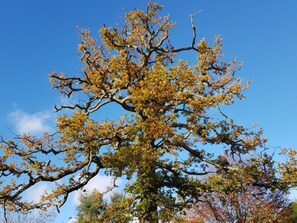Ein großer Baum vor blauem Himmel.