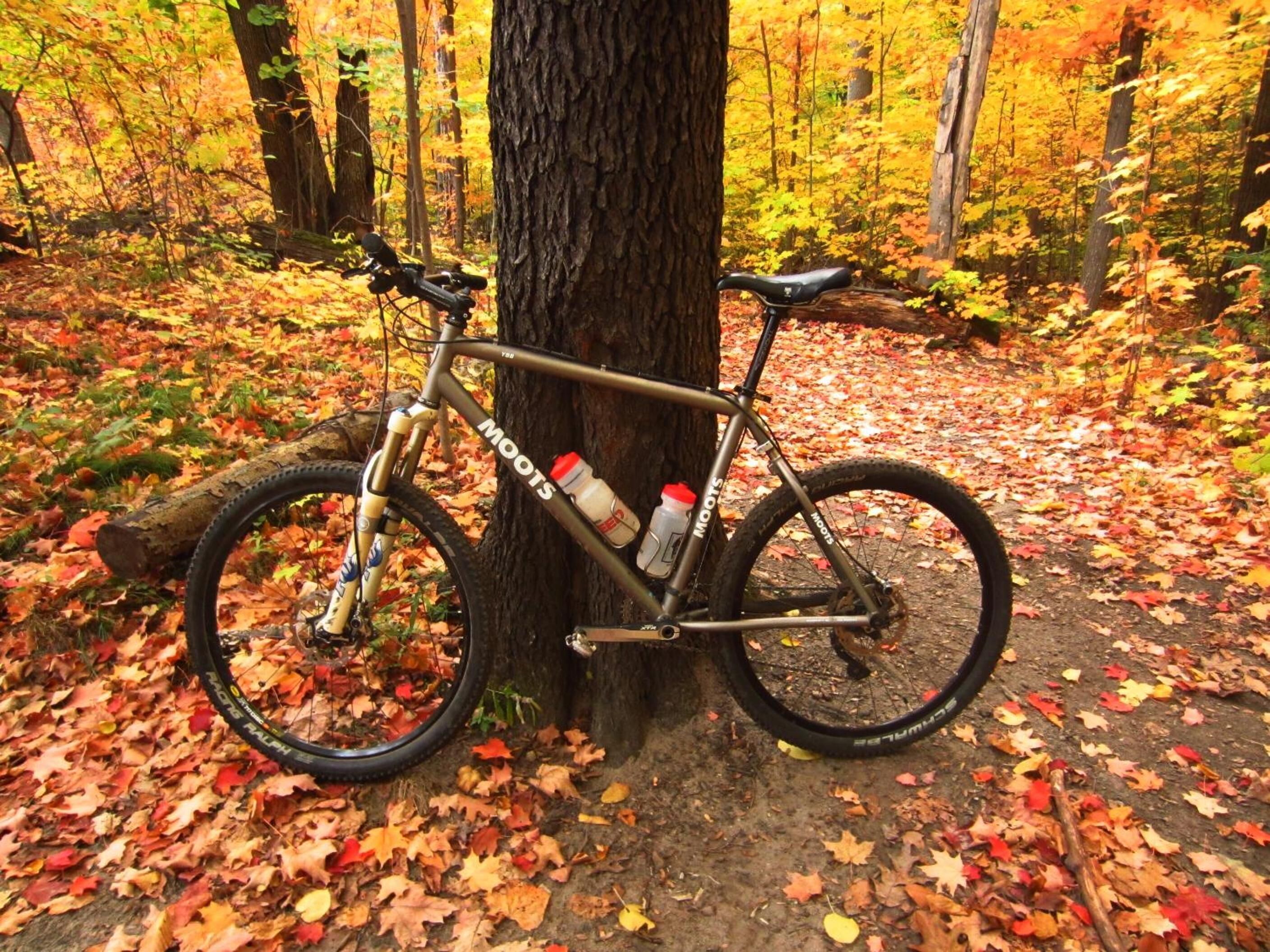 A bicycle parked against a tree in a forest with fallen leaves.