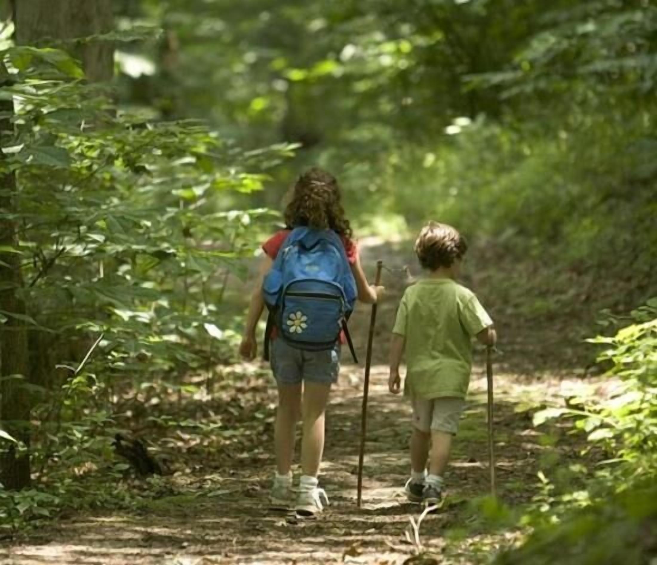 Two people walking on a forest path.