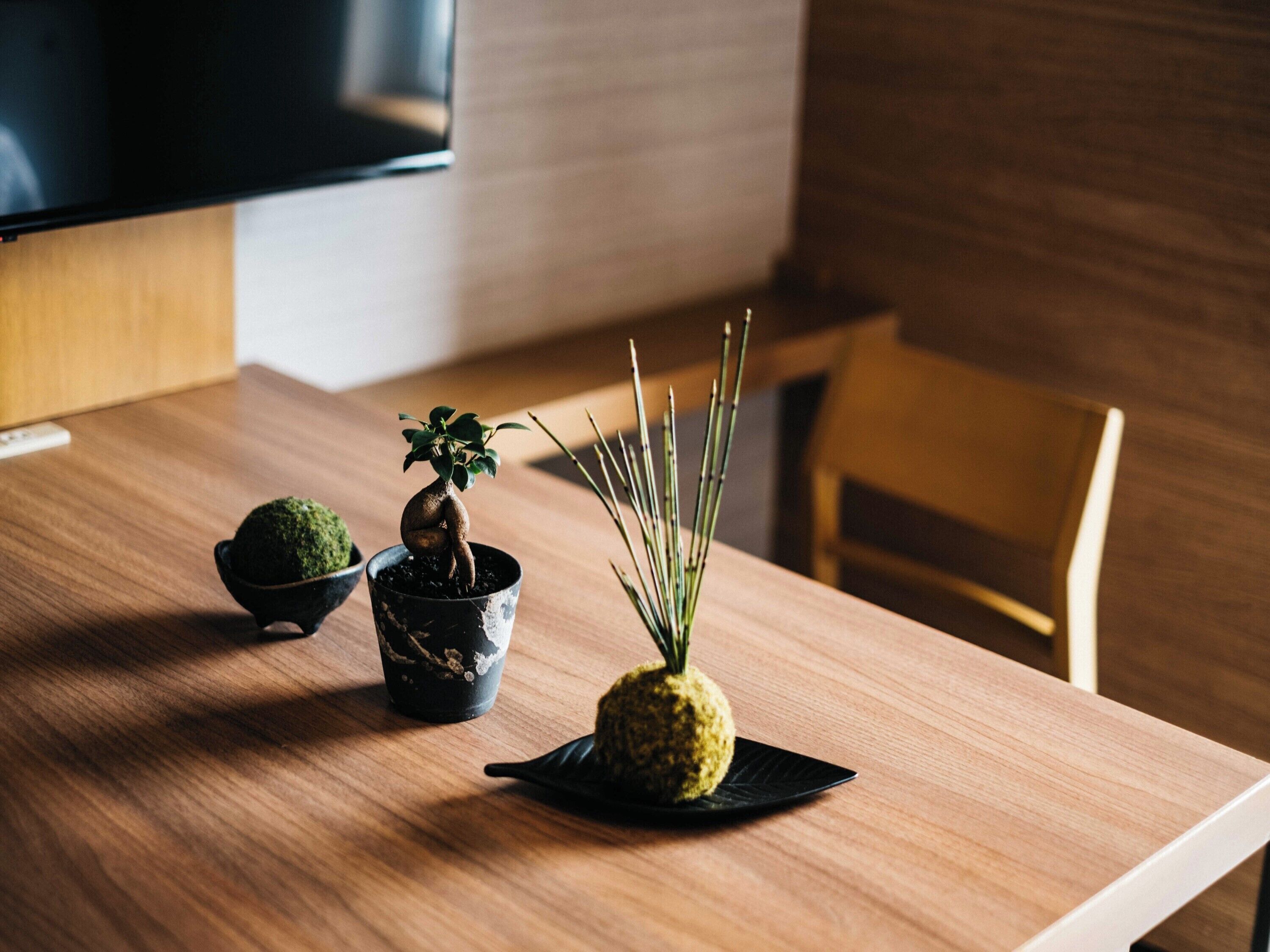 A wooden table with three potted plants: a bonsai, a small tree, and a spherical plant with long stems.