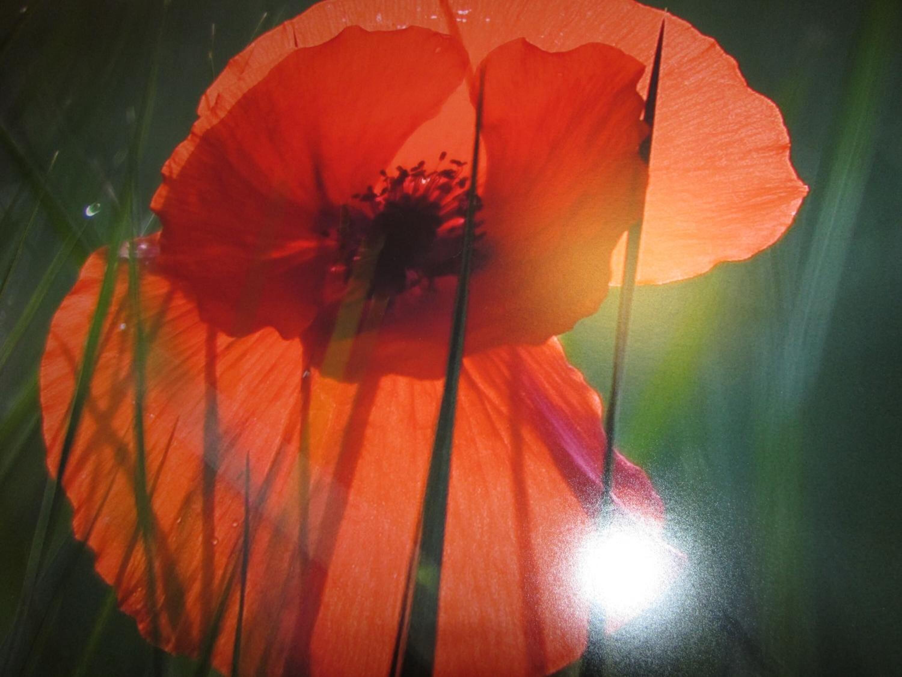 Foto - Hotel Palacio de Asturias