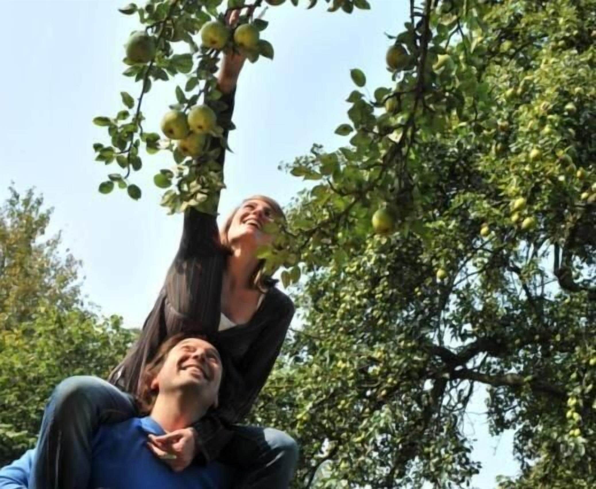 Dos personas alcanzando manzanas en un árbol.