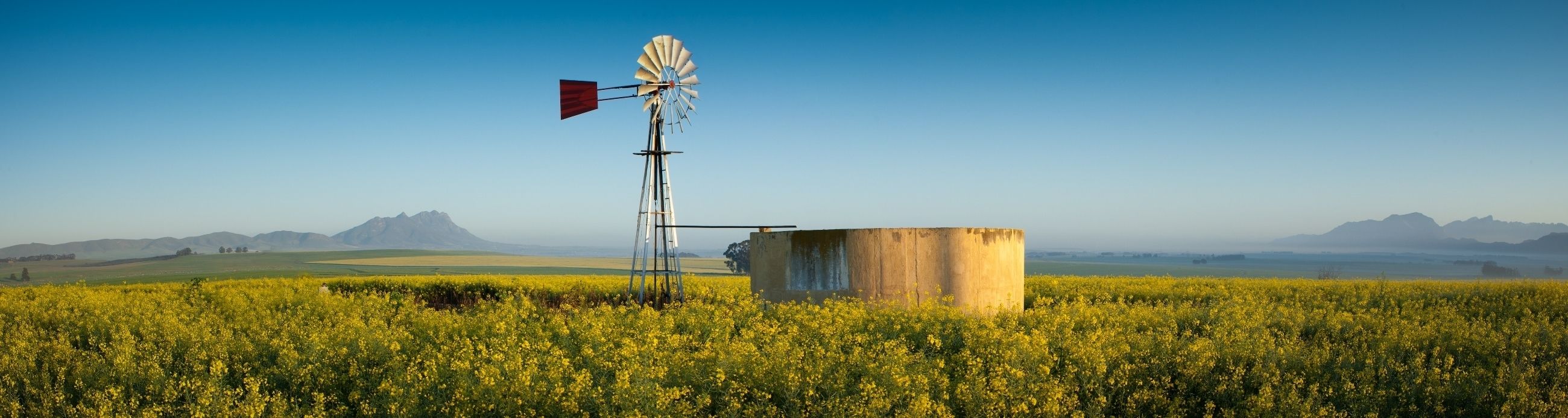 A windmill in a field of yellow flowers with a clear sky and distant mountains.