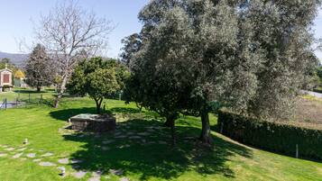 Un jardín bien cuidado con un camino de piedra, un pequeño estanque y una variedad de árboles, incluyendo un olivo con frutos.
