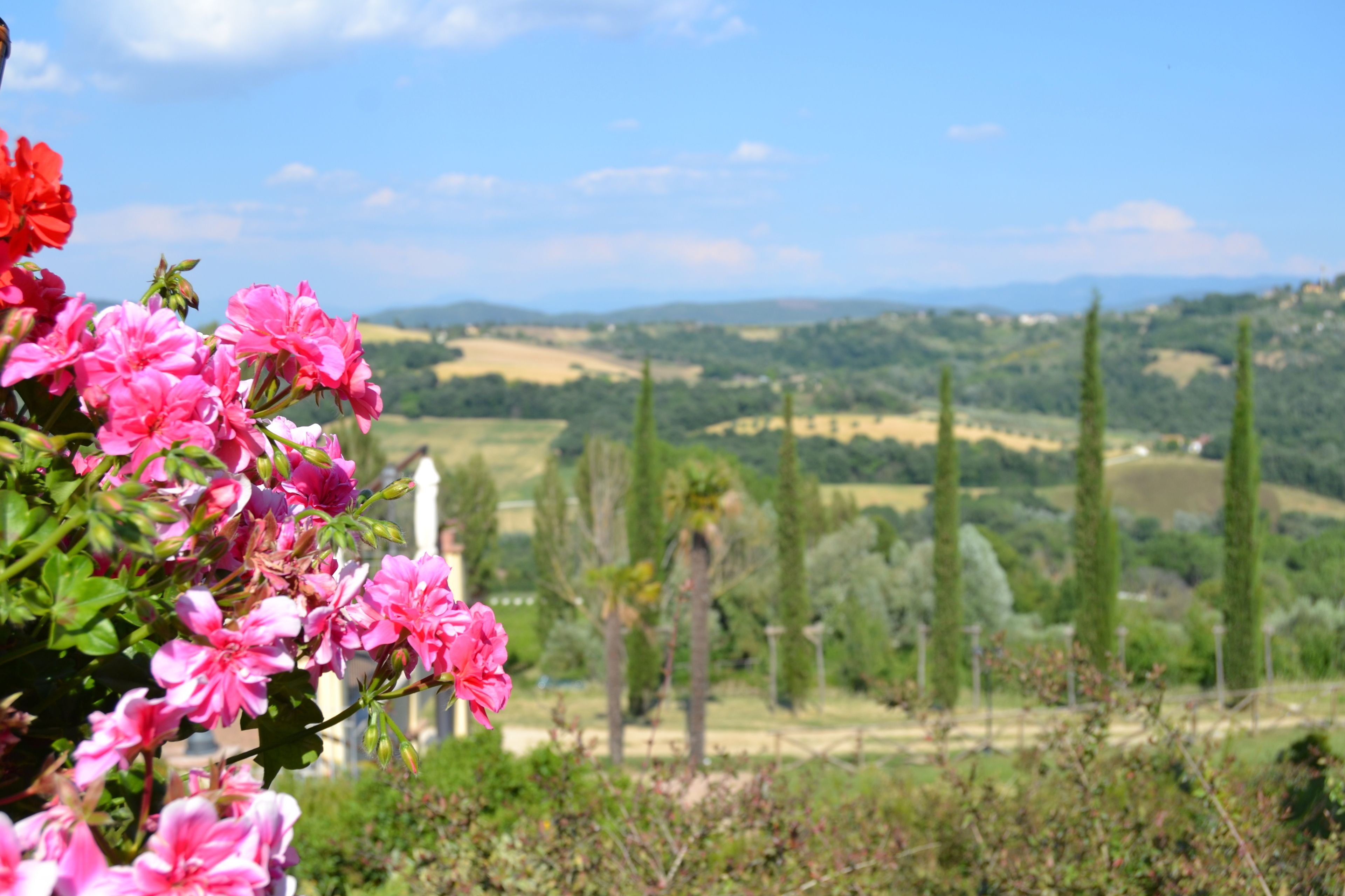 Un paysage où des fleurs roses occupent le premier plan, tandis qu’au fond, on aperçoit des collines verdoyantes et des arbres.