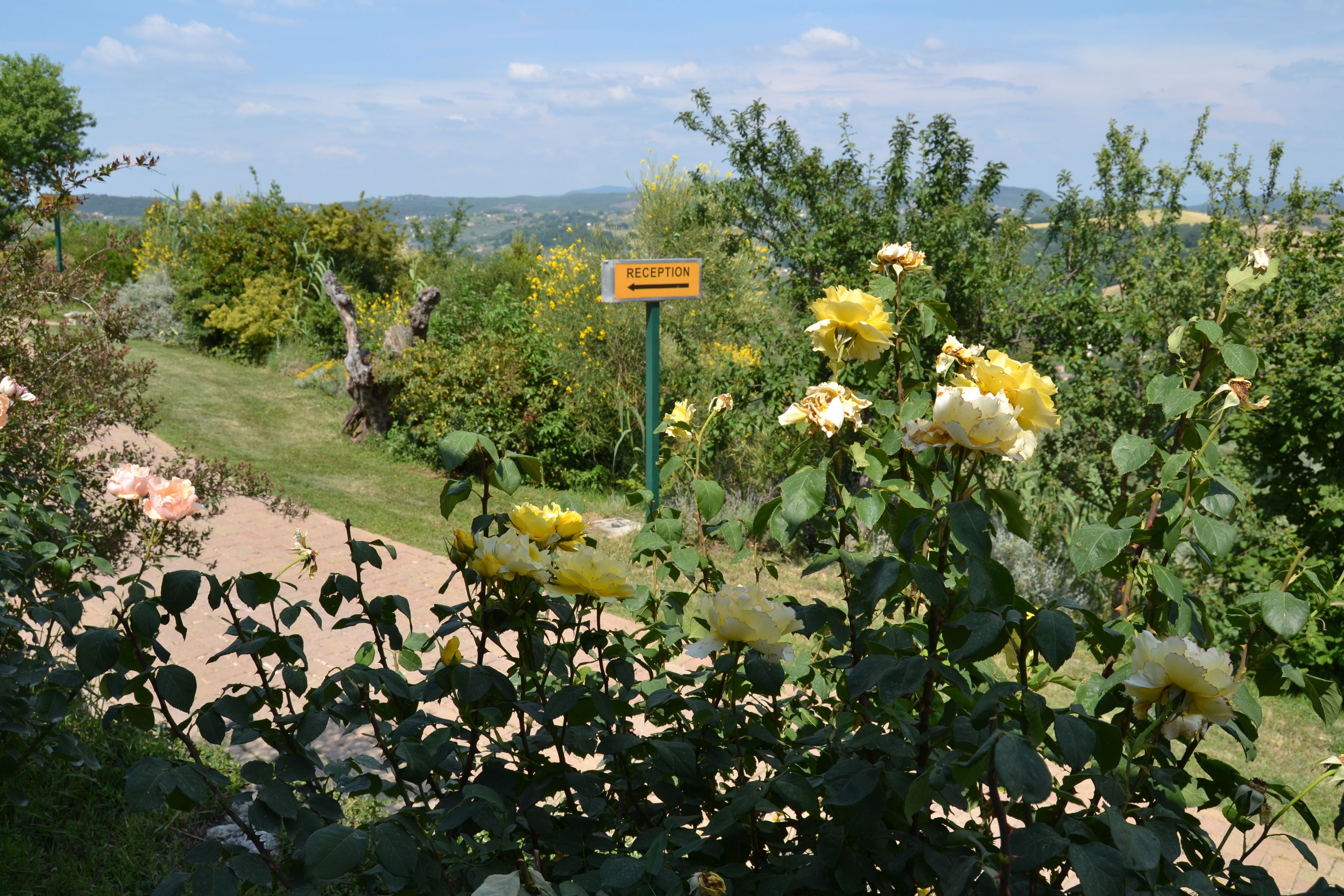 A garden with a reception sign, various flowers, and a pathway.