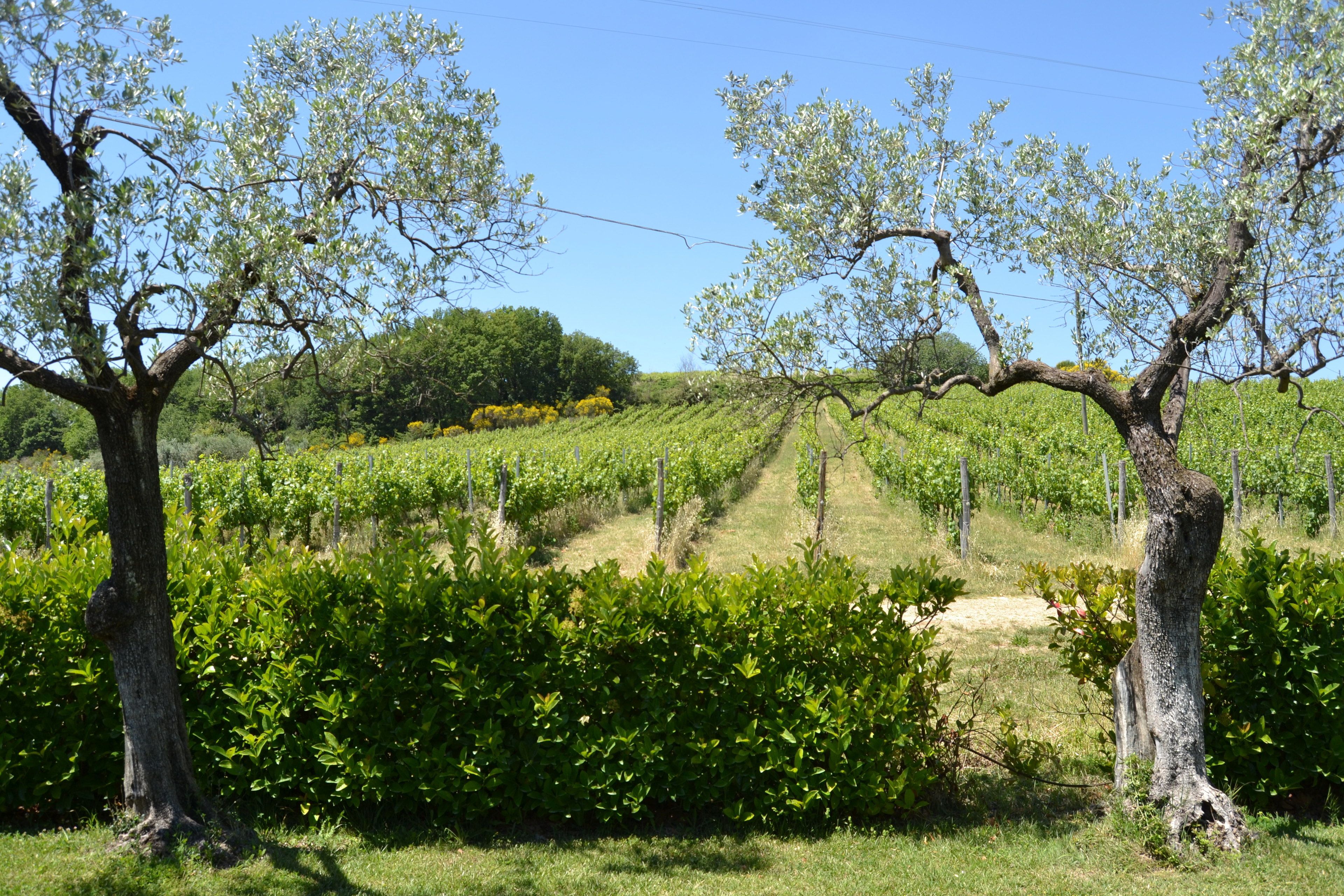 Viñedo con hileras de vides y árboles en primer plano.