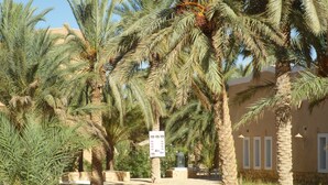 A pathway lined with palm trees leading to a building with a signboard.